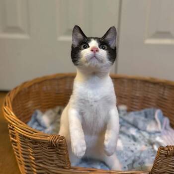 Otis -  Domestic Short Hair Cat for Adoption in Raleigh, North Carolina - Otis | PetCurious
