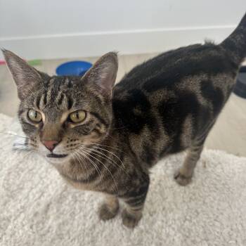 Rescue American Shorthair Cats for Adoption in Sioux Falls, South Dakota - Little Dude | PetCurious