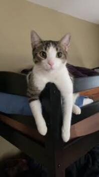 Domestic Short Hair Cats Available for Adoption - Peter Parker | PetCurious