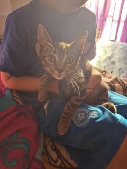 Domestic Short Hair Cats Available for Adoption in Liverpool, Texas - Pete | PetCurious