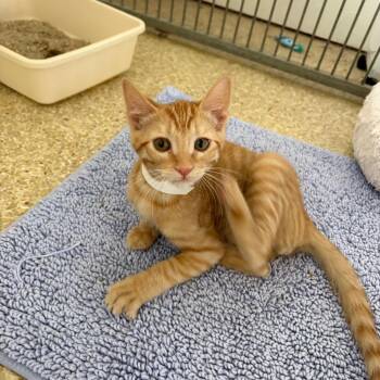 Jameson -  Domestic Short Hair Cat Available for Adoption in Goleta, California - Jameson | PetCurious