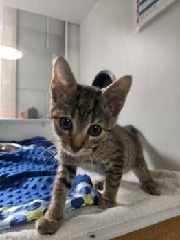 Scott -  Domestic Short Hair Cat for Adoption in Savannah, Georgia - Scott | PetCurious