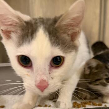 Domestic Short Hair Cats Available for Adoption - Honk | PetCurious