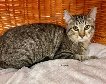Laskey -  Tabby Cat for Adoption in Jackson, Georgia - Laskey | PetCurious