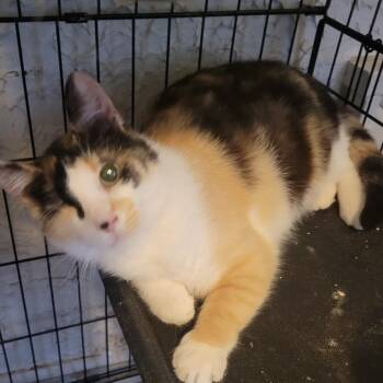 Domestic Short Hair Cats Available for Adoption in Portage, Michigan - Midge | PetCurious