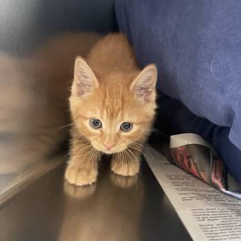 Domestic Short Hair Cats Available for Adoption in Lenoir City, Tennessee - Frannie | PetCurious