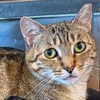 Sweet Liesel -  Domestic Short Hair Cat for Adoption in Jersey City, New Jersey - Sweet Liesel | PetCurious