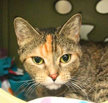 Tazmina -  Domestic Short Hair Cat for Adoption - Tazmina | PetCurious