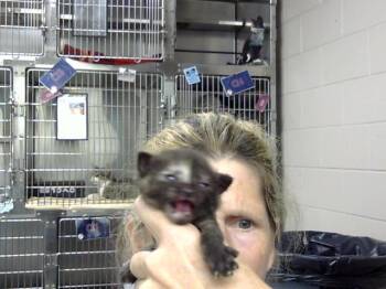 A185496 -  Domestic Short Hair Cat for Adoption in Pasadena, Texas - A185496 | PetCurious