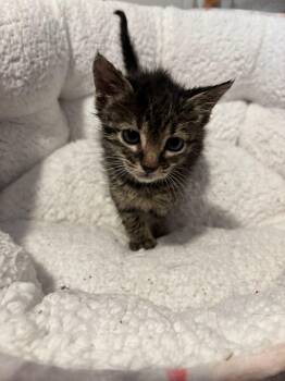 Rescue Tabby Cats for Adoption in Miami, Florida - Ambriosa | PetCurious