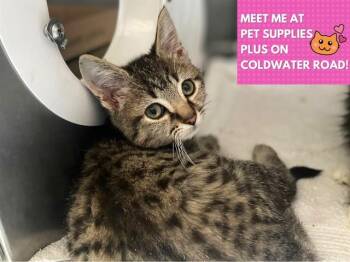 TEDDY -  Domestic Medium Hair Cat for Adoption in Fort Wayne, Indiana - TEDDY | PetCurious