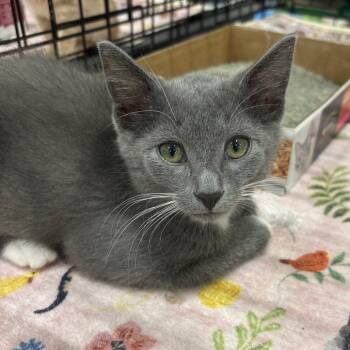 Frankie -  Domestic Short Hair Cat for Adoption in NEW PT RICHEY, Florida - Frankie | PetCurious