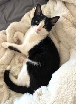 Tuxedo Cats Available for Adoption - Lewis | PetCurious