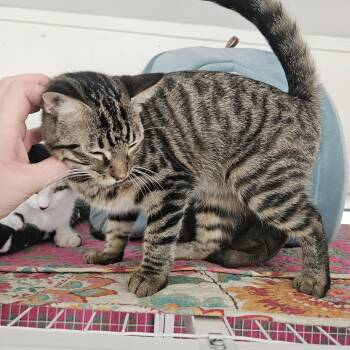 Maple -  Domestic Short Hair Cat for Adoption in Melbourne, Florida - Maple | PetCurious