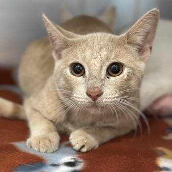 Orchard -  Domestic Short Hair Cat for Adoption in Matteson, Illinois - Orchard | PetCurious