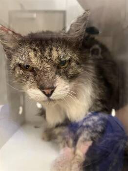 Domestic Medium Hair Cats Available for Adoption in Ontario, California - SIR BUTTONS | PetCurious