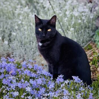 Rescue Domestic Short Hair Cats for Adoption in Murray, Utah - Beatrix | PetCurious