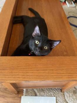 Rescue Bombay and Domestic Short Hair Cats for Adoption in Liverpool, Texas - Micio | PetCurious