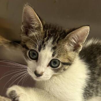 Hook -  Domestic Short Hair Cat for Adoption in Walnut Creek, California - Hook | PetCurious