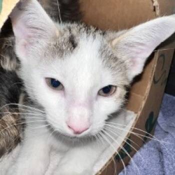 Rescue Domestic Short Hair Cats for Adoption in Pittsburgh, Pennsylvania - Rolo | PetCurious