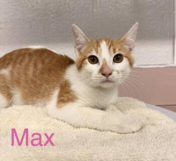 Max -  Domestic Short Hair Cat for Adoption in Fort Worth, Texas - Max | PetCurious