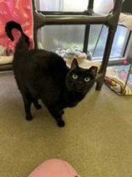 Satin -  Domestic Short Hair Cat for Adoption in Denton, Texas - Satin | PetCurious