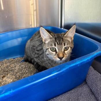 Hibachi -  Domestic Short Hair Cat for Adoption in Spokane, Washington - Hibachi | PetCurious