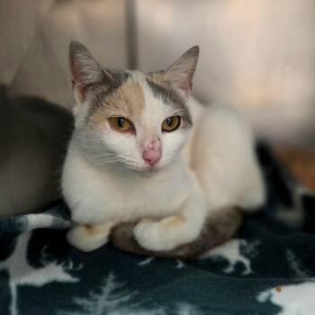 Rescue Domestic Short Hair Cats for Adoption in Troy, Virginia - Holly | PetCurious