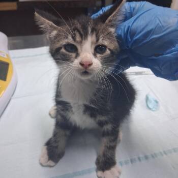 Pawlina -  Domestic Short Hair Cat for Adoption in Summerville, South Carolina - Pawlina | PetCurious