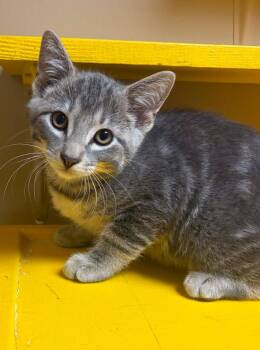 Eddy -  Domestic Short Hair Cat for Adoption in Maryville, Missouri - Eddy | PetCurious