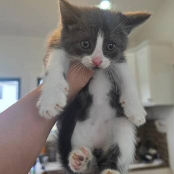 Cello -  Domestic Medium Hair Cat for Adoption in Chapel Hill, North Carolina - Cello | PetCurious