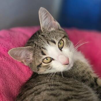 Carmen -  Domestic Short Hair Cat for Adoption in Huntsville, Alabama - Carmen | PetCurious