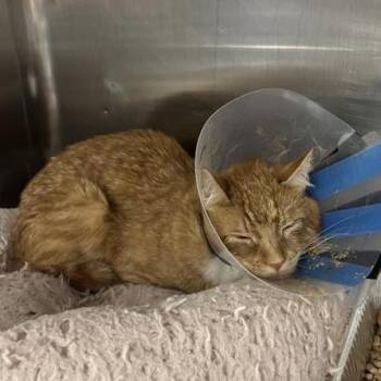 Domestic Short Hair Cats Available for Adoption in Salt Lake City, Utah - Anton | PetCurious