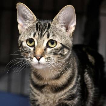 Peaches -  Domestic Short Hair Cat for Adoption in Chilliwack, British Columbia - Peaches | PetCurious