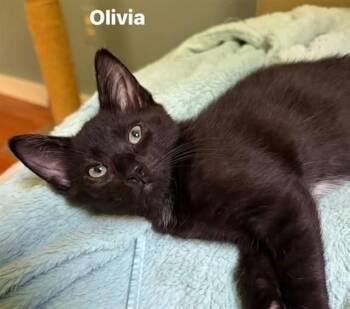 OLIVIA -  Domestic Short Hair Cat for Adoption in Springfield, Massachusetts - OLIVIA | PetCurious