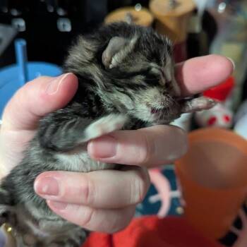 Crossroad -  Domestic Short Hair Cat for Adoption in Greenfield, Indiana - Crossroad | PetCurious