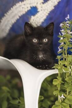 JINX -  Domestic Short Hair Cat for Adoption in Belleville, Illinois - JINX | PetCurious