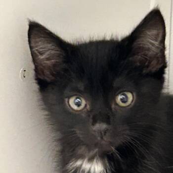 Boyd -  Domestic Short Hair Cat for Adoption in Franklin, Tennessee - Boyd | PetCurious