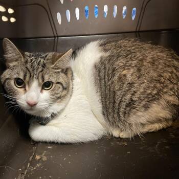 Domestic Short Hair Cats Available for Adoption in Pasadena, California - Shia | PetCurious