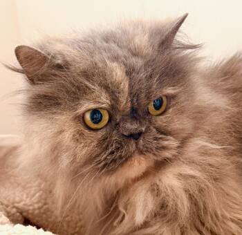 Persian Cats Available for Adoption in Davis, California - Grfacie | PetCurious