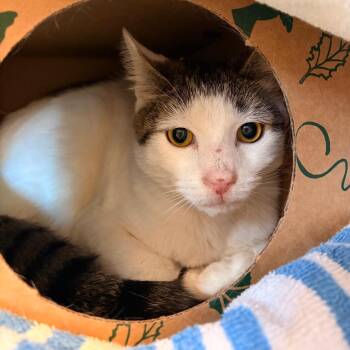 Potato -  Domestic Short Hair Cat for Adoption in Bristol, Indiana - Potato | PetCurious