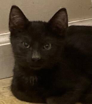Cliff26 -  Domestic Short Hair Cat for Adoption in Youngsville, North Carolina - Cliff26 | PetCurious