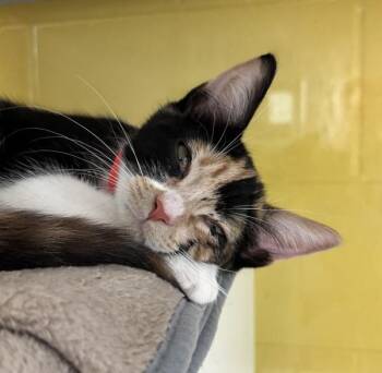 Sundae -  Domestic Short Hair Cat for Adoption in Golden, Colorado - Sundae | PetCurious