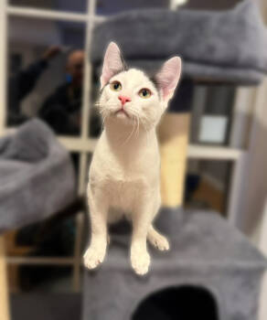 Rescue Domestic Short Hair Cats for Adoption in Mount Laurel Township, New Jersey - Rebel | PetCurious