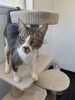 Tostado -  Egyptian Mau and Domestic Short Hair Cat for Adoption in Fort Collins, Colorado - Tostado | PetCurious