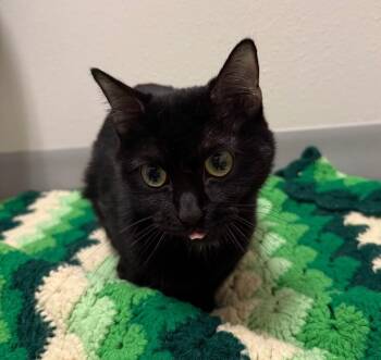 Domestic Short Hair Cats Available for Adoption - Jasmine | PetCurious