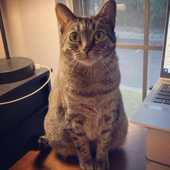 lu- sweetheart looking for you -  Tabby Cat for Adoption in Macomb, Michigan - Lu- Sweetheart Looking For You | PetCurious