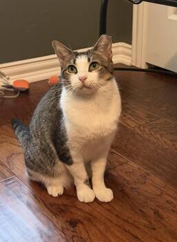 Margo -  Tabby Cat for Adoption in Fort Worth, Texas - Margo | PetCurious