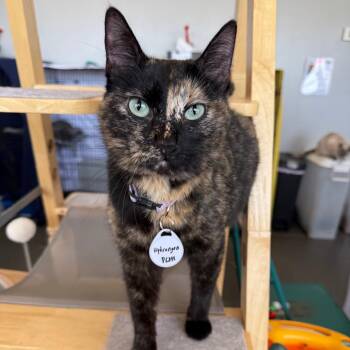 Domestic Short Hair Cats Available for Adoption in Normal, Illinois - Hydrangea | PetCurious