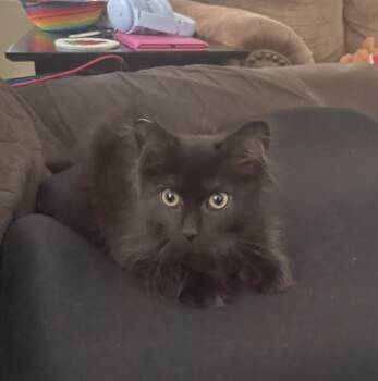 Gidget (Courtesy Post) -  Domestic Short Hair Cat for Adoption in San Jose, California - Gidget (Courtesy Post) | PetCurious